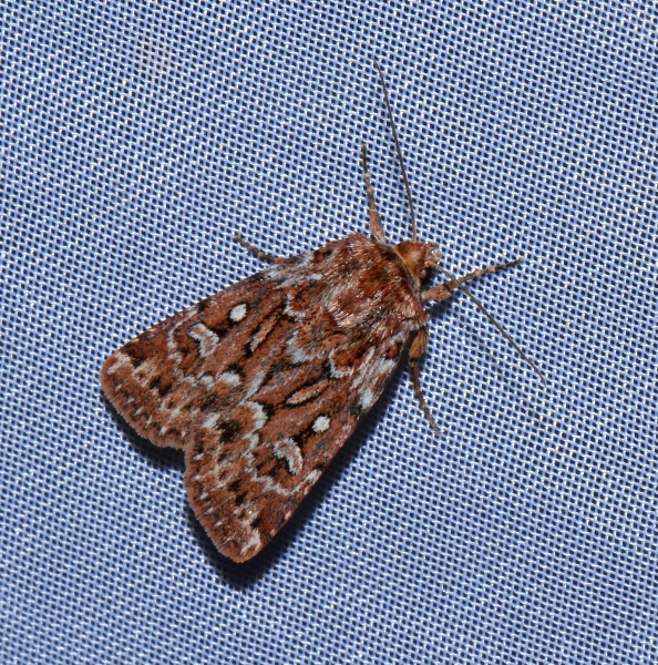 Noctuidae: Lycophotia porphyrea